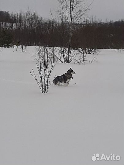 Щенки западно сибирской лайки