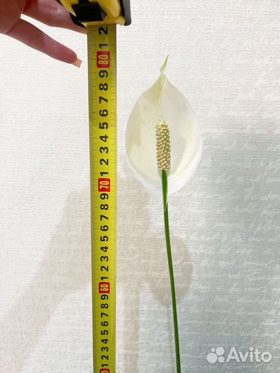 Спатифиллум цветущий