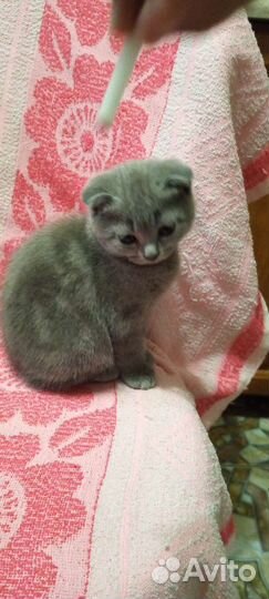 Шотландские котята