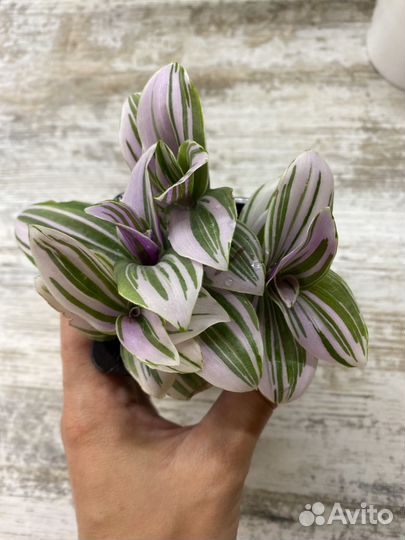 Традесканция розовая