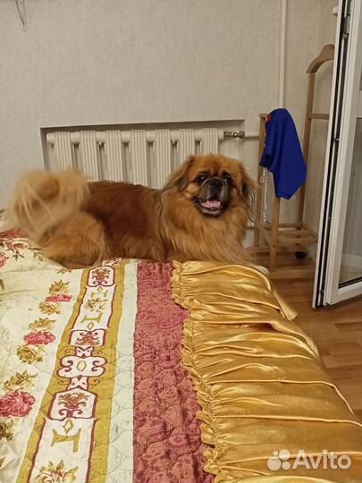 Вязка пекинес