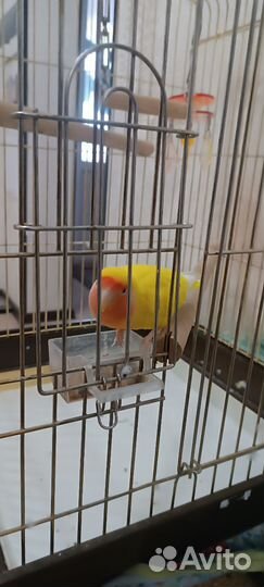 Попугай неразлучник жёлтый окрас