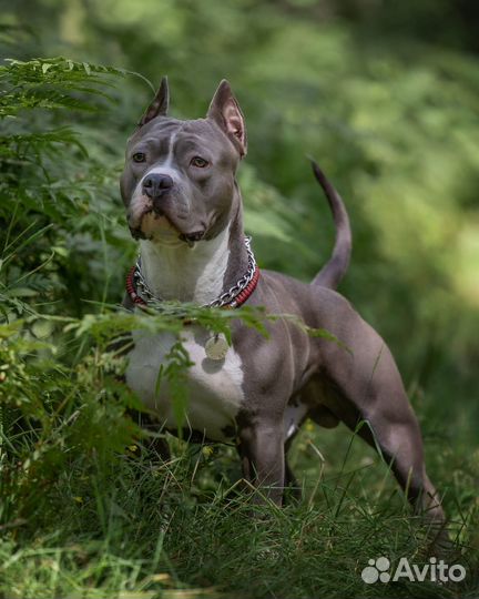 Вязка Стаффордширский терьер