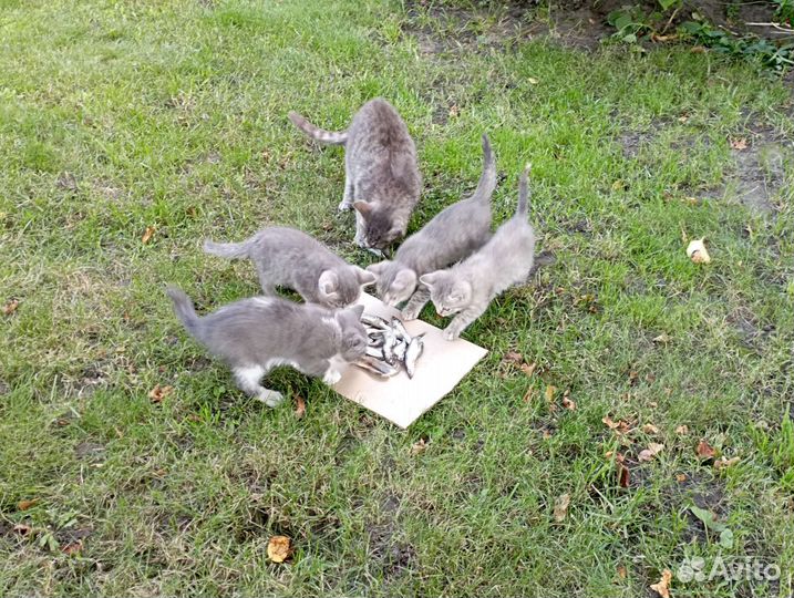 Отдам в добрые руки