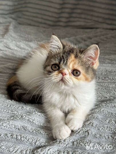Котята экзоты