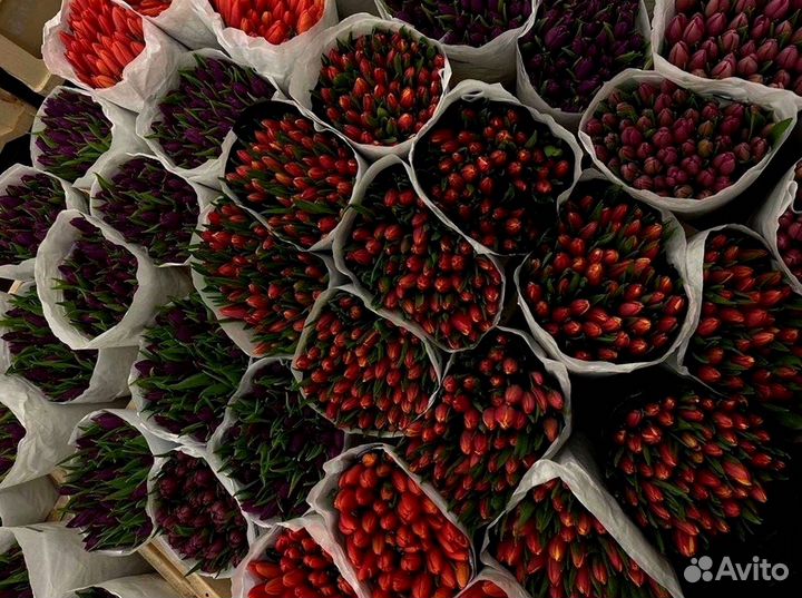 Тюльпаны опт