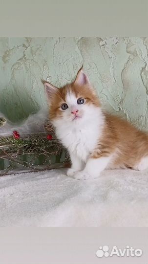 Мейн-кун мальчик
