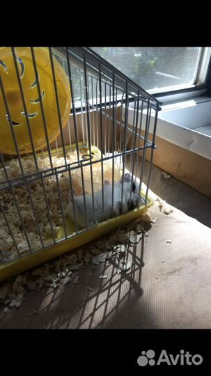 Клетка,колесо и миски для хомячка