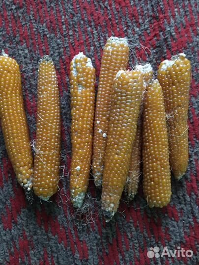 Кукуруза для попкорна