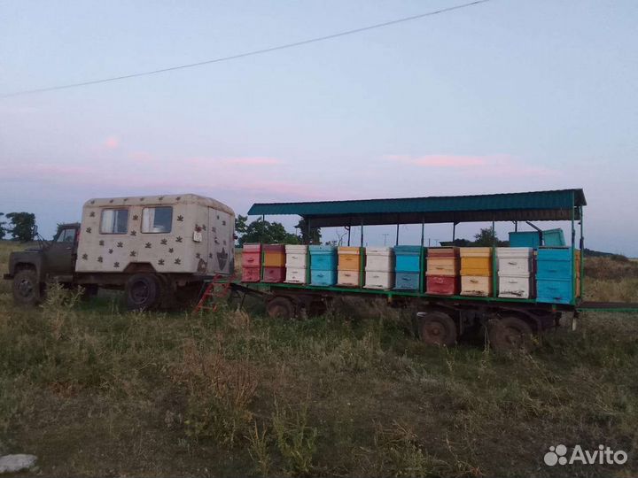 Пчелы улья пасеку