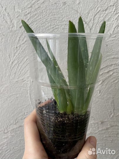 Толстянка, алое