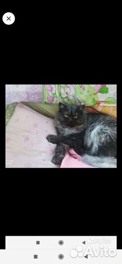 Шотландский, длина шерстный Кот Ищет подружку