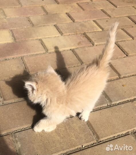 Котята 1,5 мес