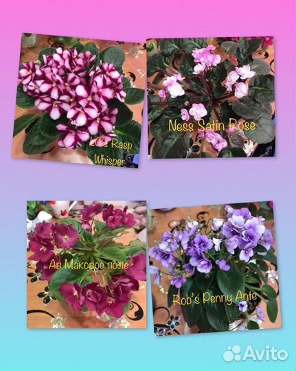 Сортовые фиалки