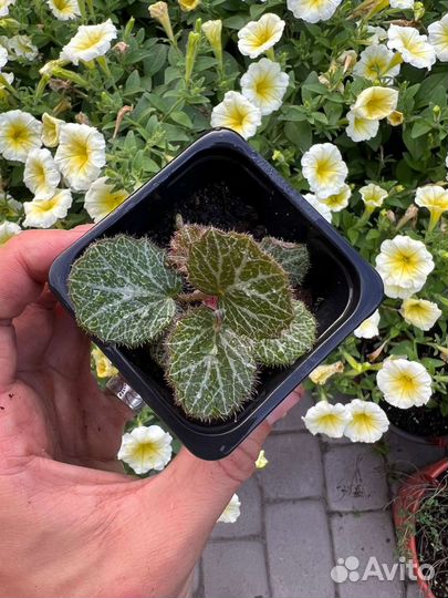 Комнатные и садовые растения