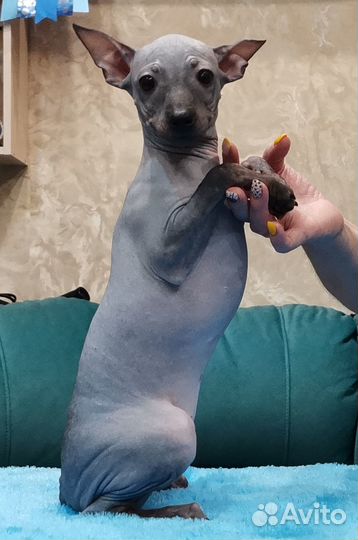 Собака без шерсти-Американский голый терьер