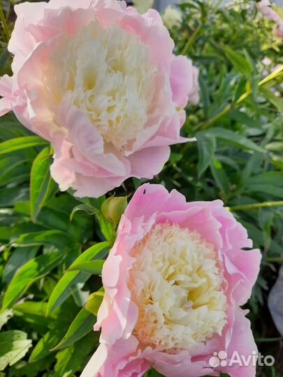 Пионы саженцы