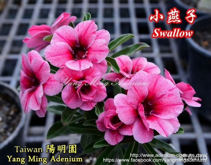 Адениум Swallow
