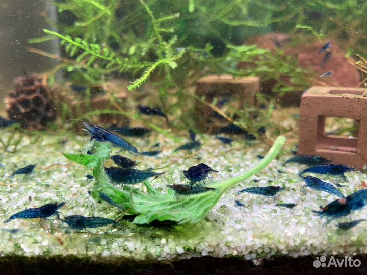 Креветки Blue Dream (Синяя мечта Neocaridina)