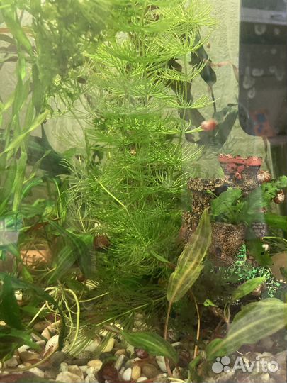 Аквариумные растения, креветка Вишня