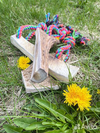 Корм для собак (лакомство)