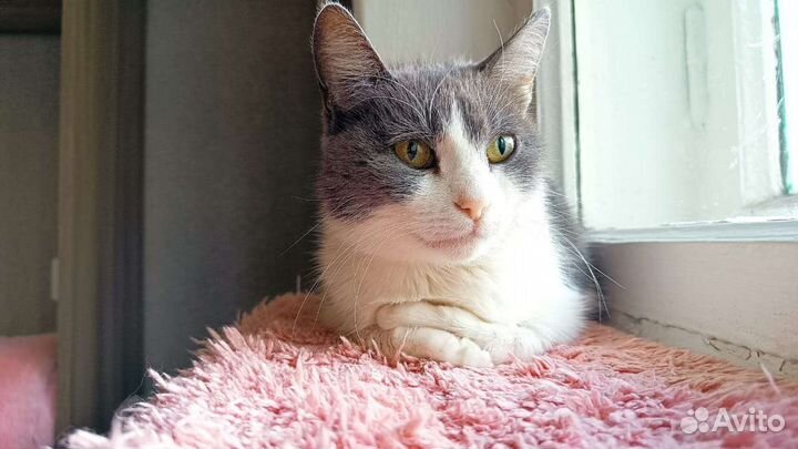 Кошка Фима в добрый дом. Стерилизована