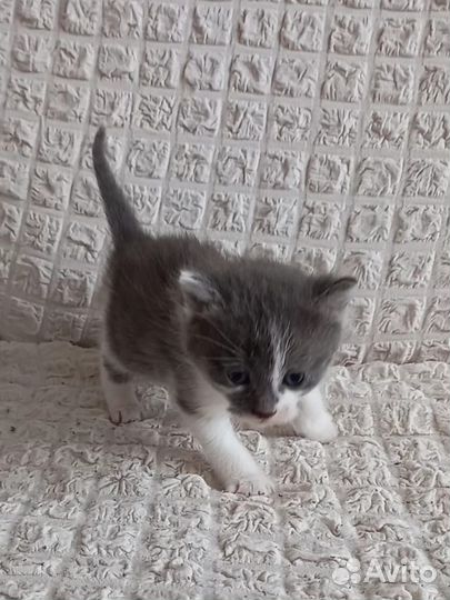 Кошка в дар