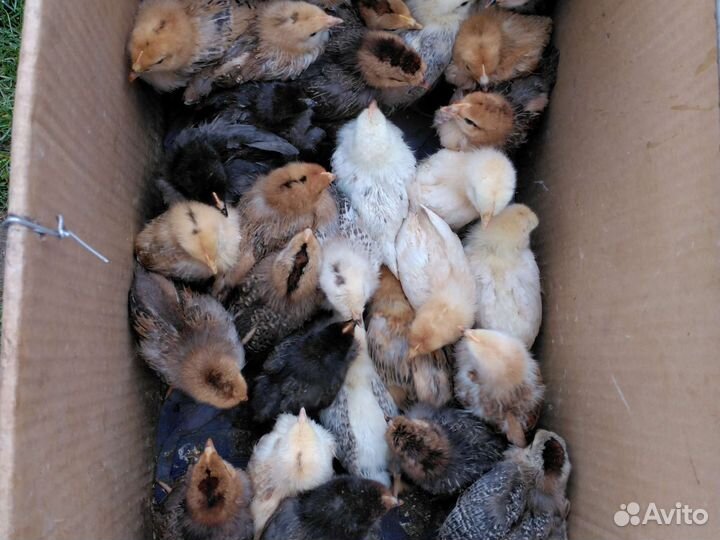 Продам цыплят