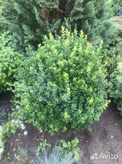 Саженцы самшита