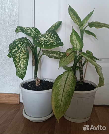 Цветы для дома,офиса