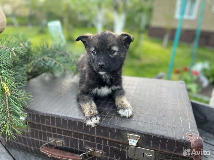 Щенок в дар