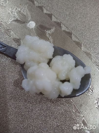 Тибетский молочный гриб