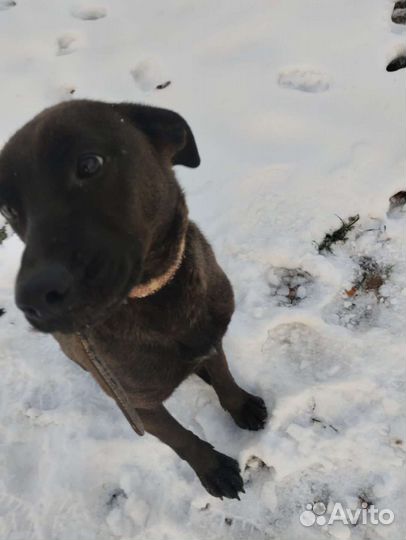 Ласковая девочка Багира ищет дом