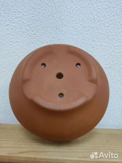 Бонсайницы