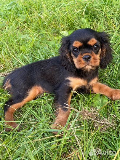 Кинг чарльз спаниель