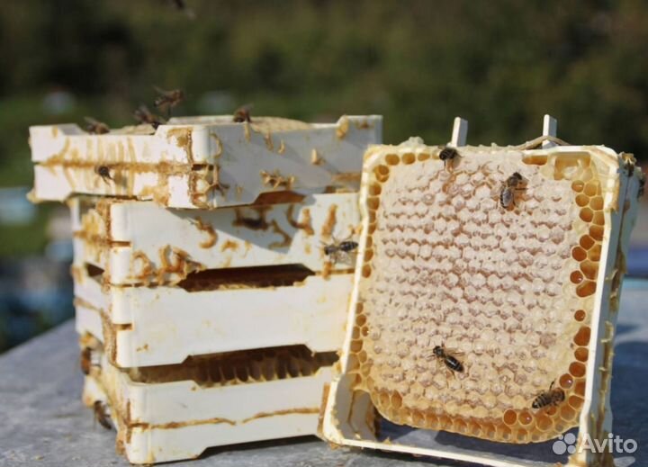 2024 Мед натуральный с Алтая опт