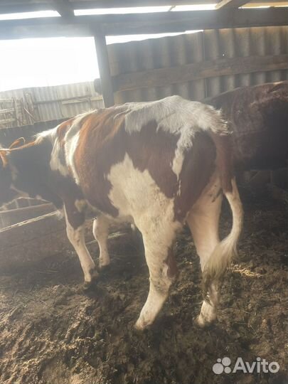 Домашние животные