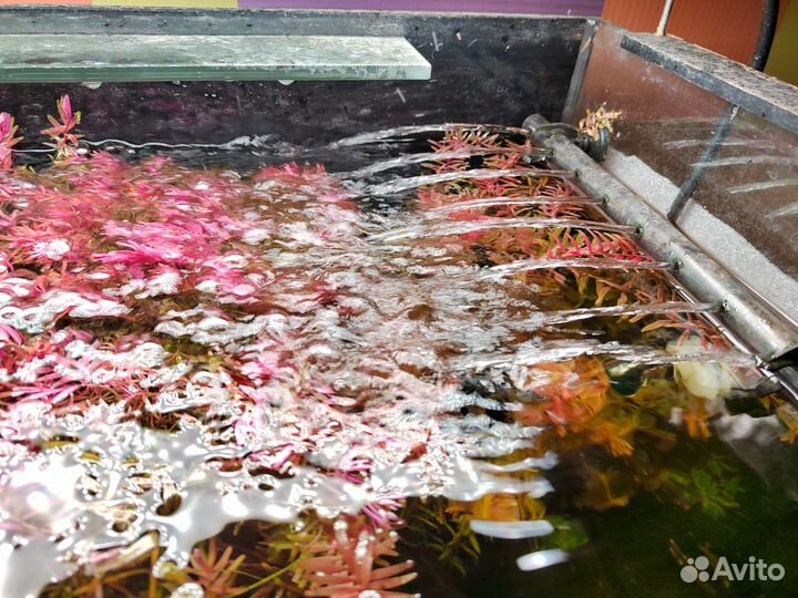 Аквариум с рыбками
