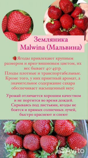 Саженцы клубники Мальвина Магнус окс