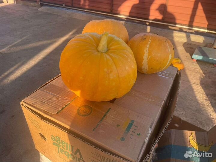 Тыква оптом