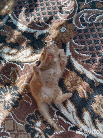 Котята от кошки мышеловки