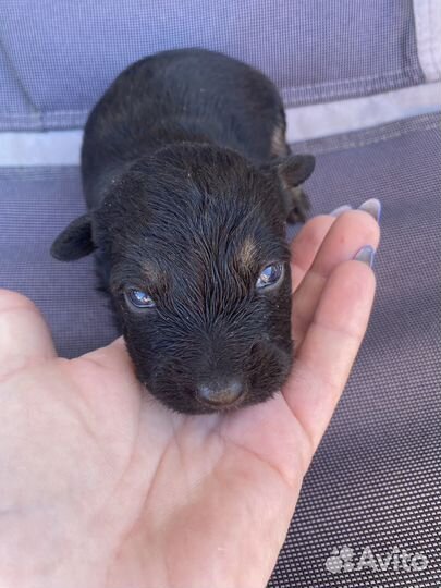 Собака в добрые руки щеноки