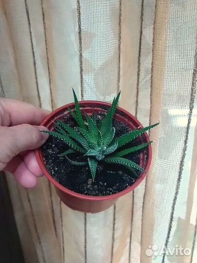 Хавортия фасциата,продаю