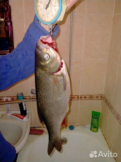 Ведро для Мотылей,рыбак