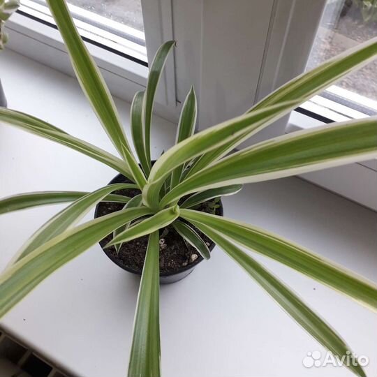 Хлорофитум лаксум