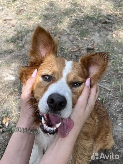 Вязка метис кобель