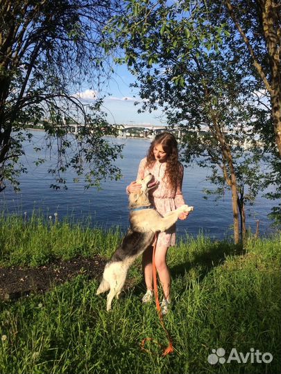 Выгул собак и зооняня