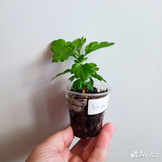 Хризантема мультифлора