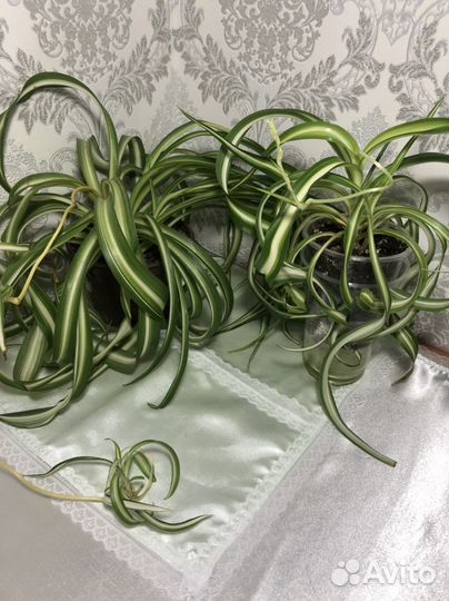 Хлорофитумы, Церопегия