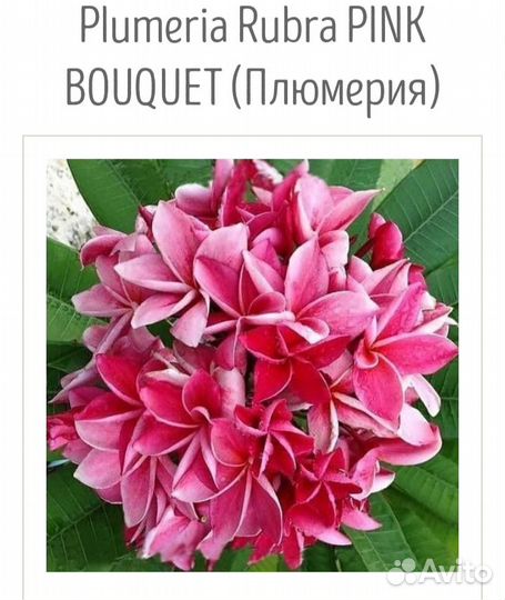 Семена плюмерии